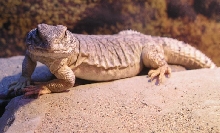 Spike