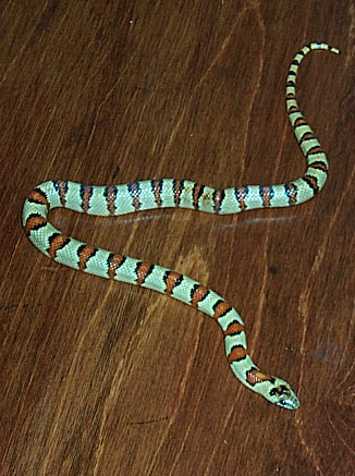 Kavi