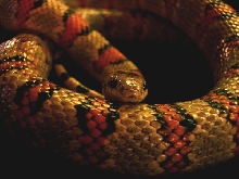 Kavi Thayeri Kingsnake
