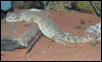Spike the Mali Uromastyx