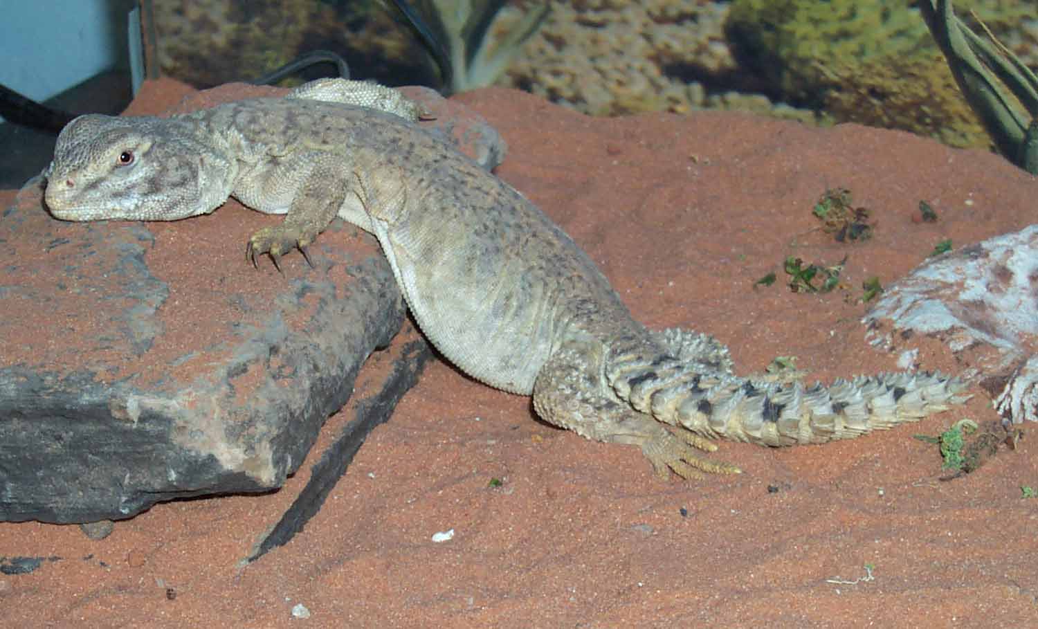 Spike the Mali Uromastyx
