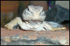 Spike the Mali Uromastyx