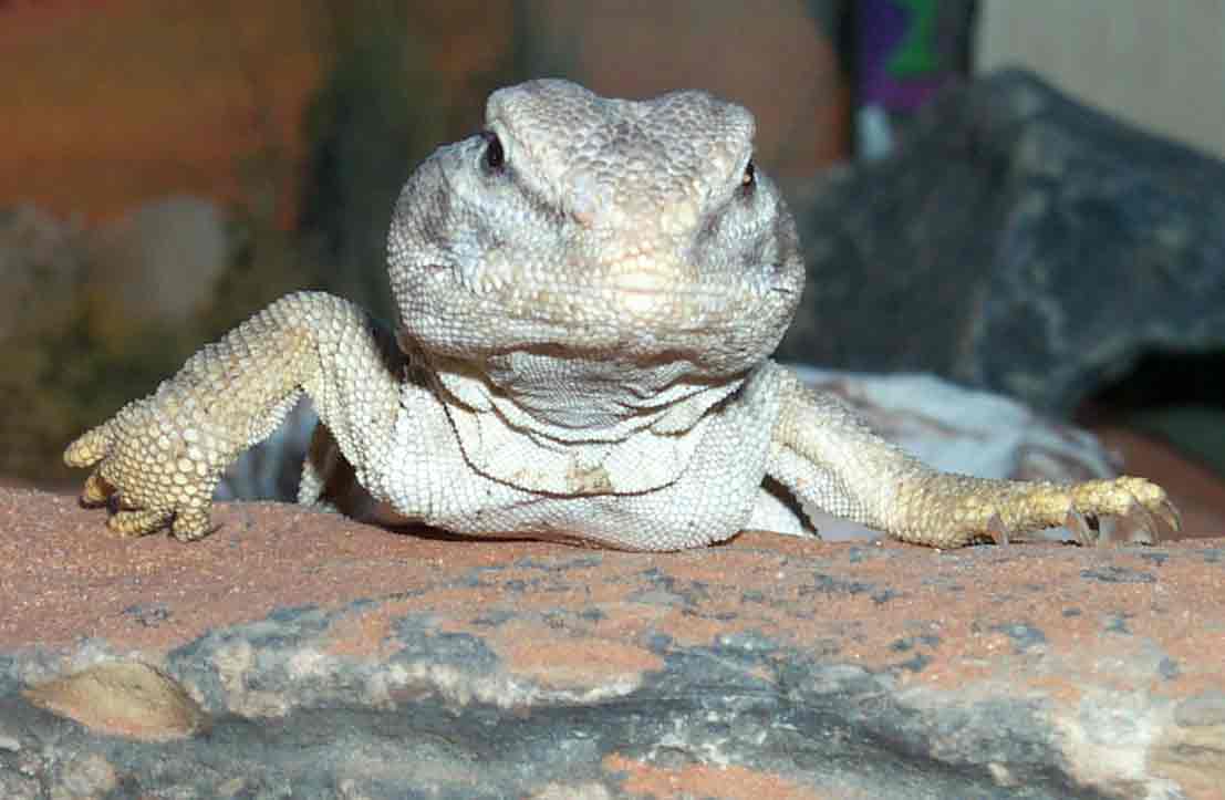 Spike the Mali Uromastyx