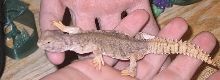 Uromastyx