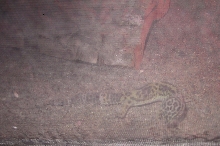 Yoshi