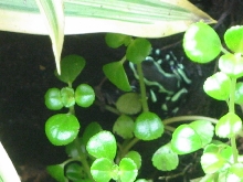 D. auratus (grn/blk)