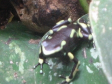 D. auratus (grn/blk)