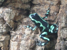 D. auratus (grn/blk)