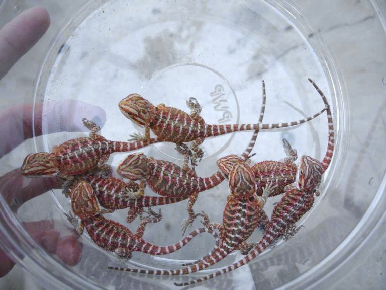 2nd clutch of gg orange/reds