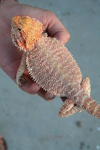 Holdback Hypo