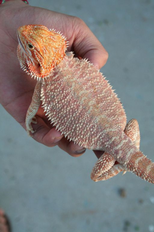 Holdback Hypo