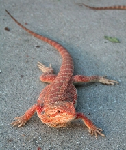 Red/Orange as they come