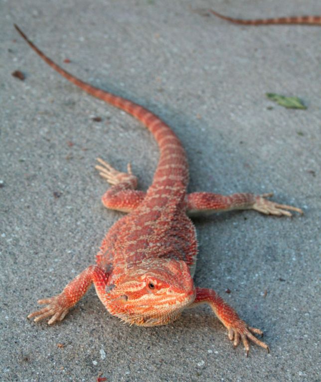 Red/Orange as they come