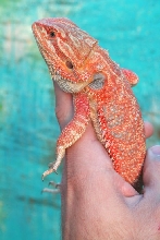 Red/Orange as they come