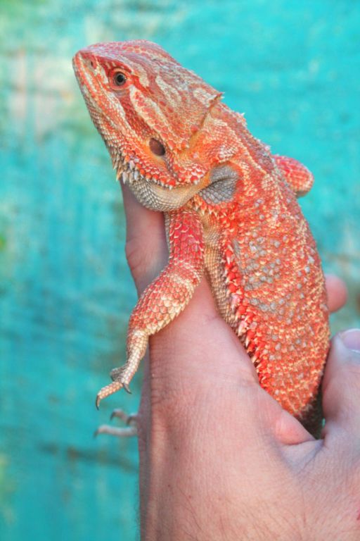 Red/Orange as they come