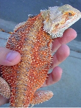 Future Breeder male