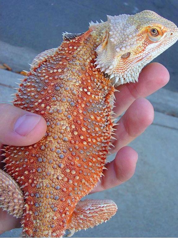 Future Breeder male