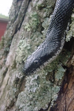 black rat head