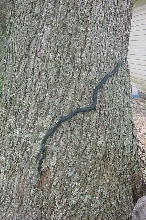 black rat