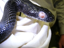 bad eye rat snake