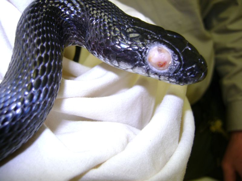 bad eye rat snake