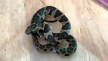 ratsnake logel