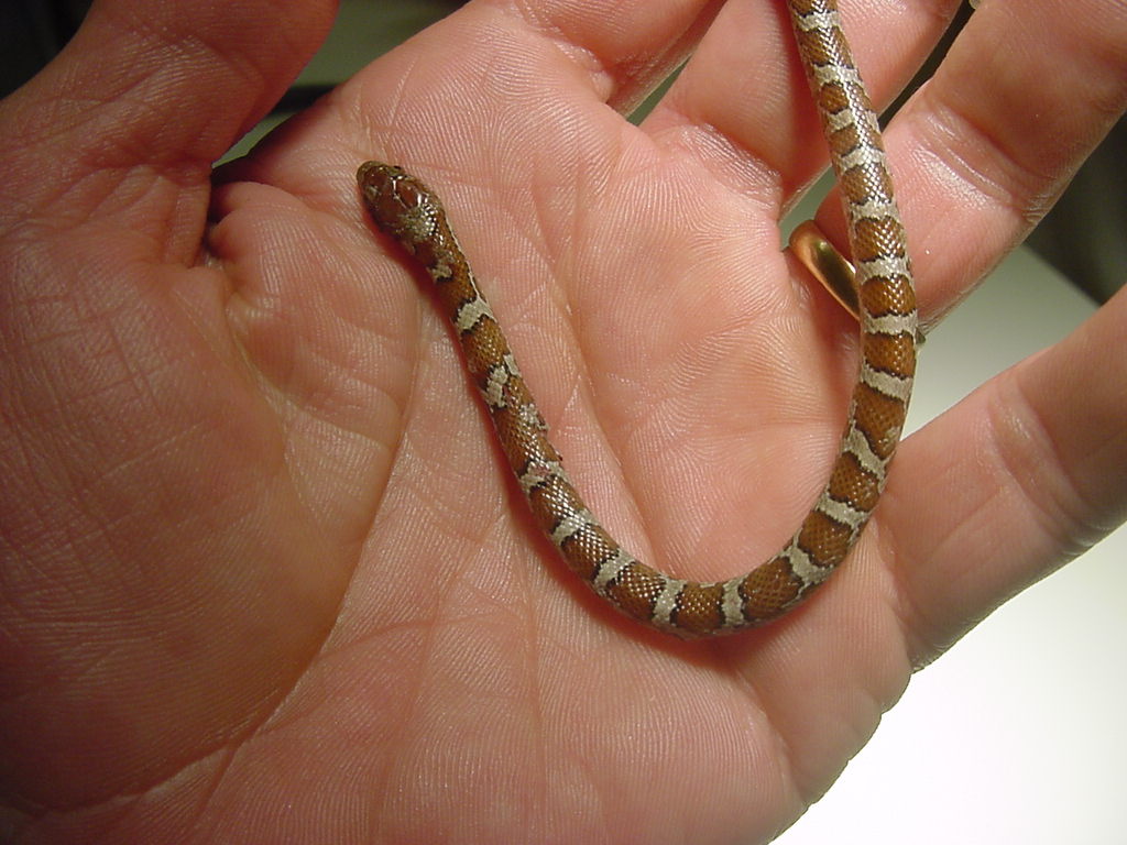 NC snake 2