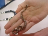 nc snake 3