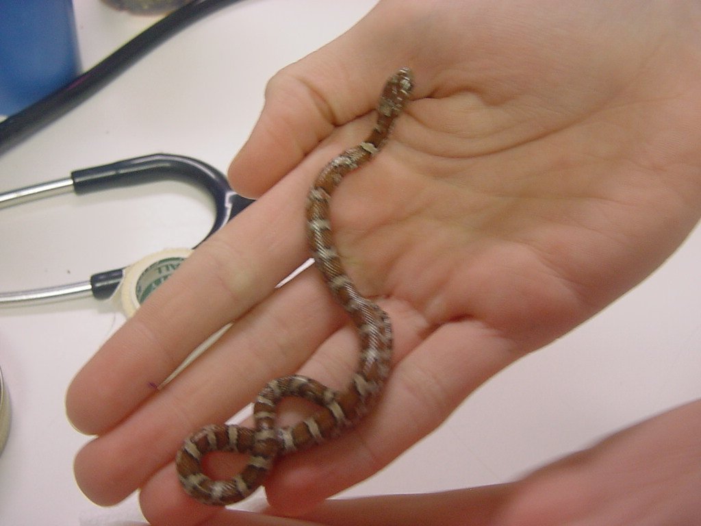nc snake 3