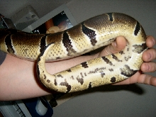 Yellow bellie???