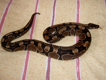 4 year old female