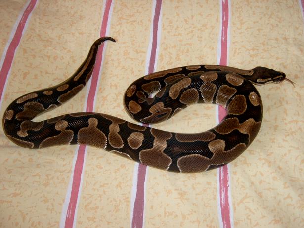 4 year old female