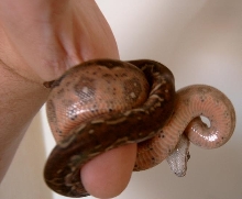 Honduran boa