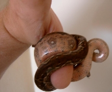 'Honduran