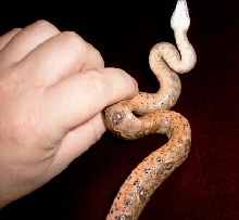 honduran babie