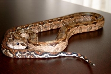 honduran babie