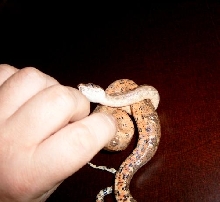 honduran babie