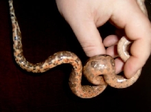honduran babie