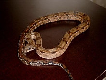 honduran babie