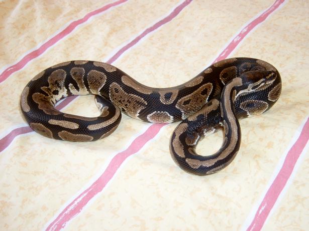 3 year old male