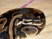 male B.P