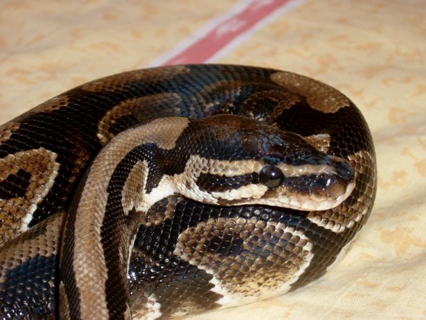 male B.P