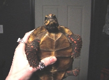 junior says HELLO!