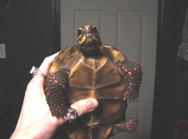 junior says HELLO!