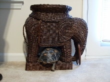 junior and the elephant