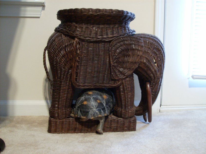 junior and the elephant