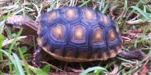 junior's shell -- side view