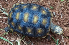 junior's shell -- top view
