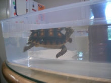 my little swimmer!
