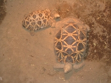star torts